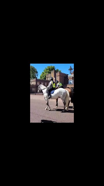 police horses st james palace before the march #thequeensguard