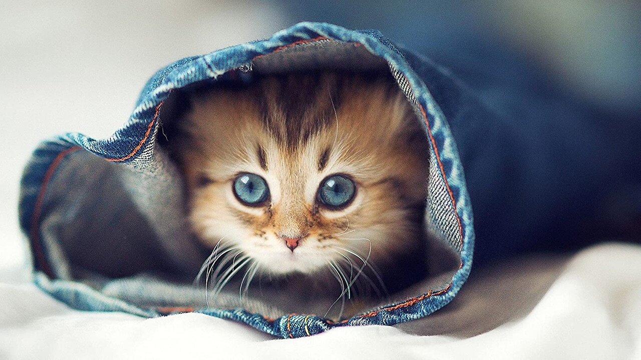 Cute cat relaxing on the bed n feel sooo happy😺😺🐈🐈😊😊