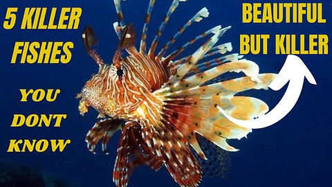 5 Deadliest Killer Fishes in the World"