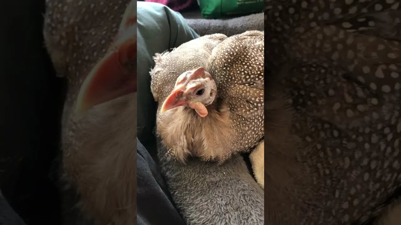 Long visit with Matilda the disabled guinea fowl