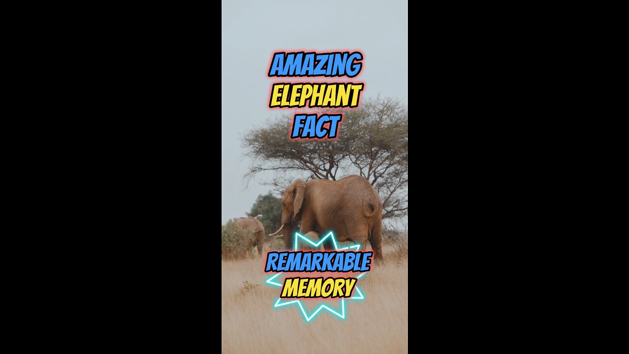 Amazing Elephant Fact | Remarkable Memory #elephant #wildlife #wildlifeconservation #rumble