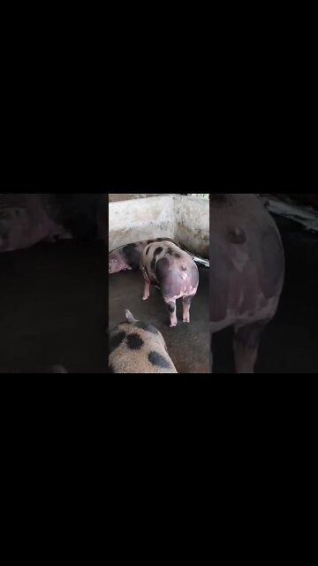 #59 Mudanças climáticas podem desencadear a próxima pandemia #shorts