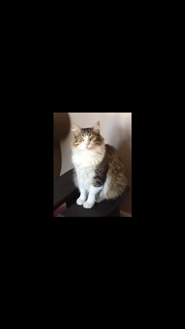 Cat Make A Wish Foundation 7 1 2022