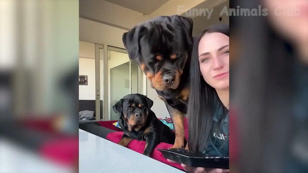 Funny Animal Videos 2022 π Funniest Cats And Dogs Videos πΊπ 6