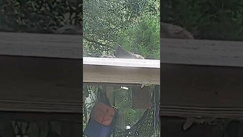 Feral cat and kittens hiding on the roof