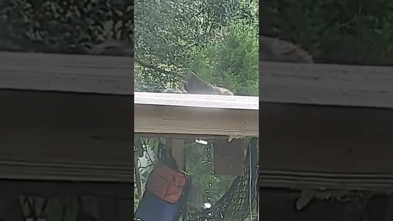 Feral cat and kittens hiding on the roof