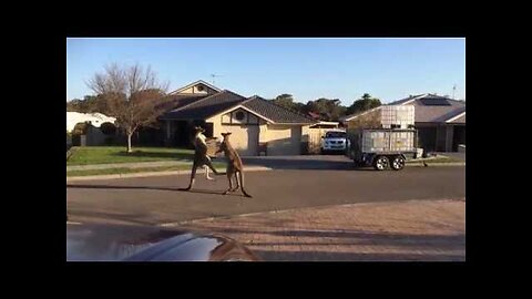 wild kangaroo street fight Aussie style