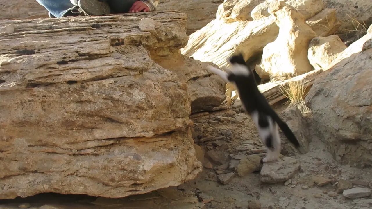 Our Cats #37 #shorts - Cats Climb Steep Rocks, Jump, Rest