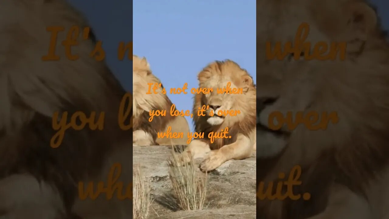 Never quit be like lion