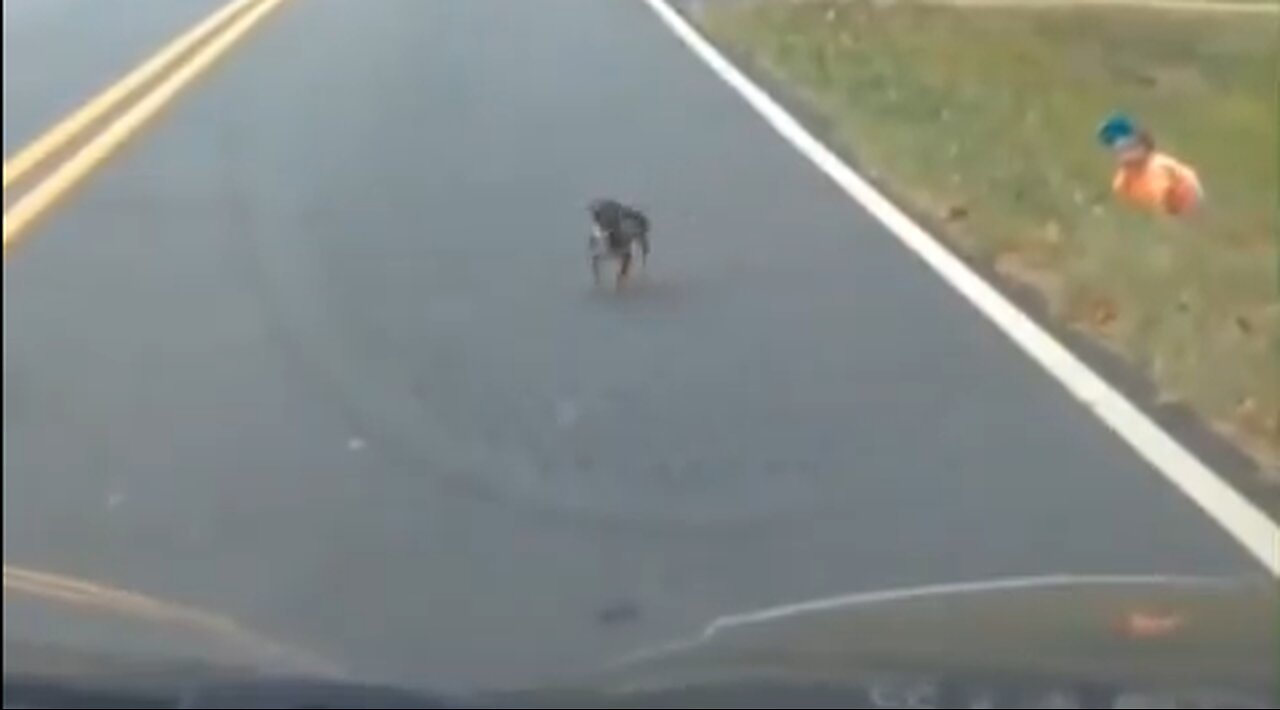 Tiny Dog Saves Baby