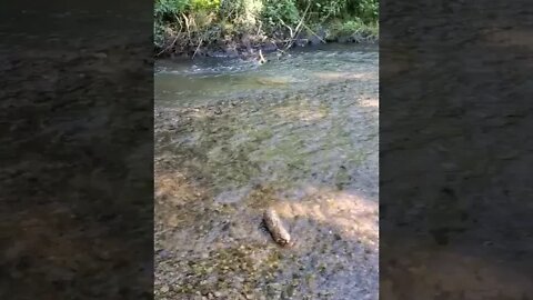 beautiful looking creek!