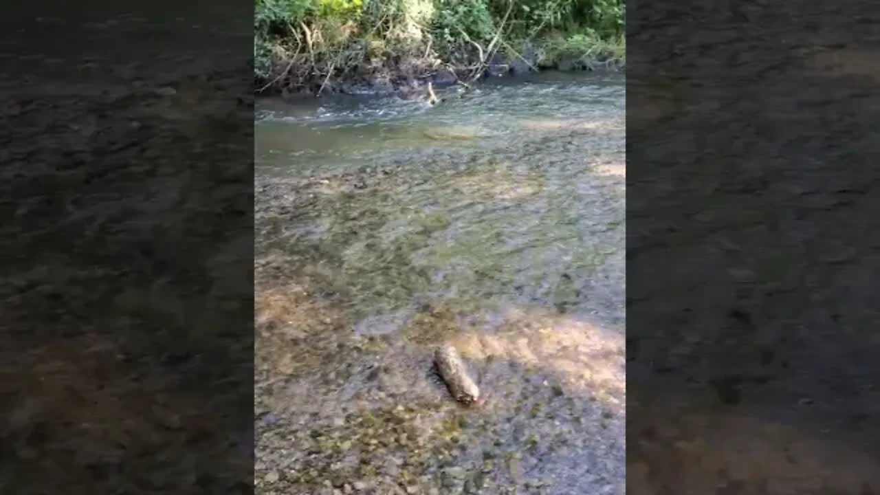 beautiful looking creek!