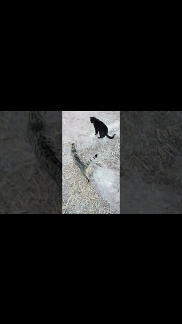 Skippy and Black Cat