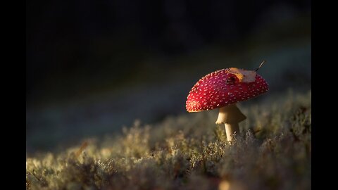 — A selection of autumn mushrooms from on Russia!