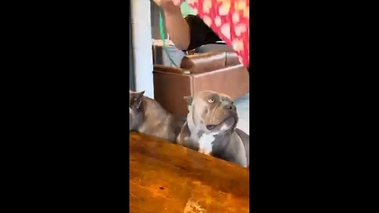 dog eating food American bully