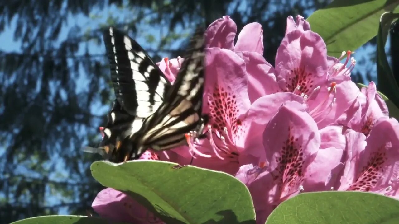 Swallowtail Butterfly Pollenating Rhododendron Flower