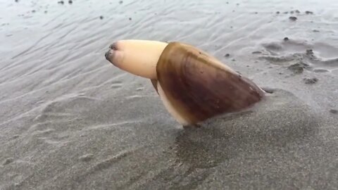 Clam Digging Into Sand