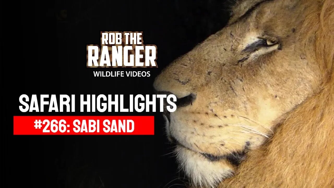 Safari Highlights #266: 21 - 23 April 2014 | Sabi Sand Nature Reserve | Latest Wildlife Sightings