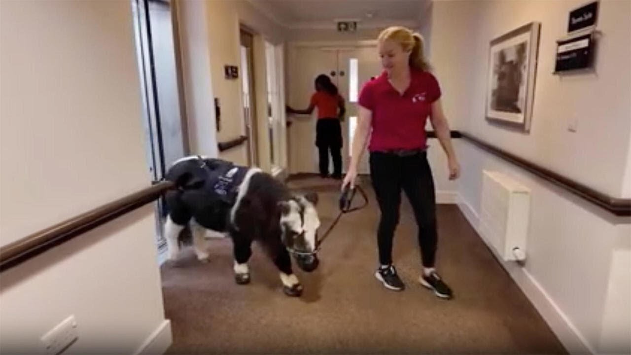 Therapy ponies for nursing homes