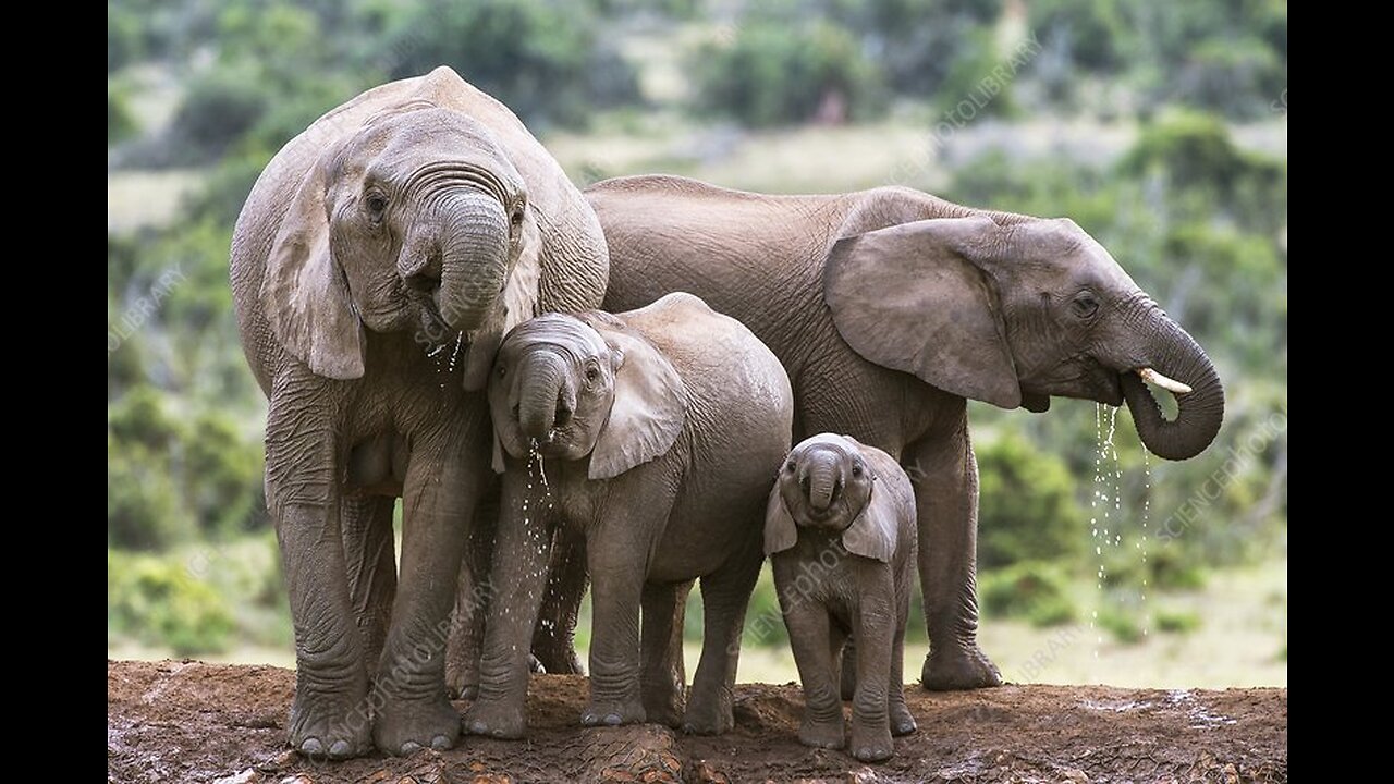 Cute Baby Elephant Trips While Playing With Birds🐘🐘