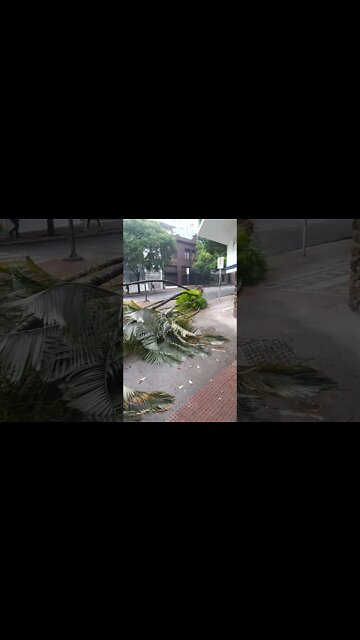Queda de árvore na Savassi BH MG Brazil 07/12/2022 - Tree fall at Savassi BH MG Brazil 12/07/2022