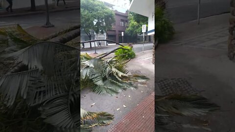 Queda de árvore na Savassi BH MG Brazil 07/12/2022 - Tree fall at Savassi BH MG Brazil 12/07/2022