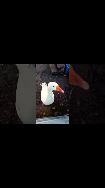 Good morning Ezra early morning