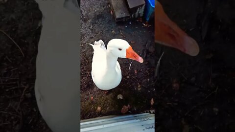 Good morning Ezra early morning