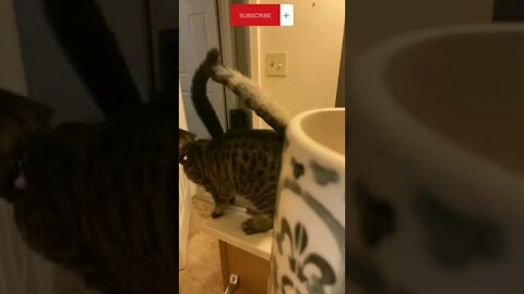 Speed Cats | Funny Animals #catsoftiktok