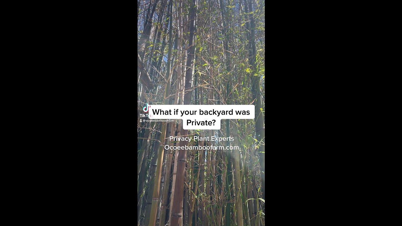 Orlando Privacy Plant Experts- Tall Fast Growing Privacy - 407-777-4807 - Ocoee Bamboo Farm