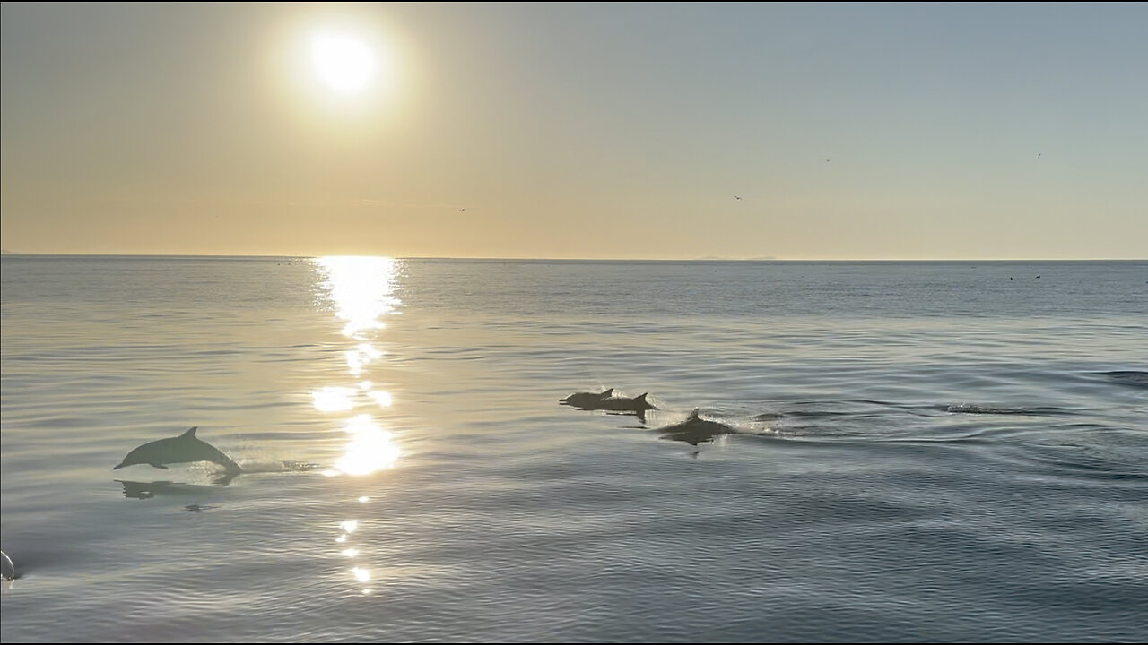 Ep 54 | A very rough week of bee swarms, sea swells and zero feet below the keel - but dolphins!🙌