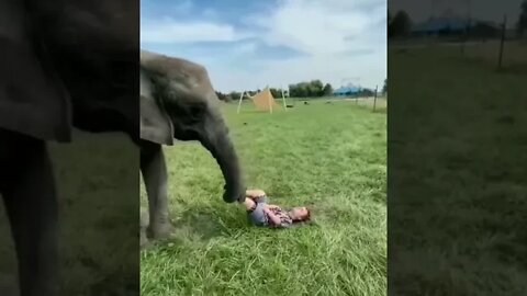 Elephant bulling person - Daily Dose of Nature