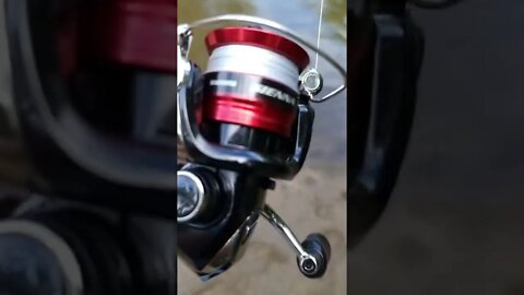 River chub fishing with Shimano Sienna 500 FG #shorts #shimanosienna #spinningreel