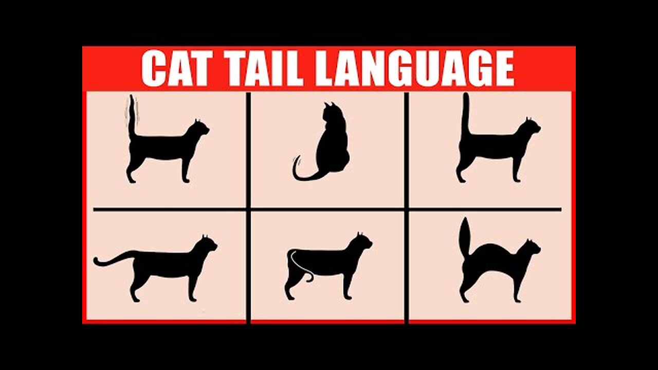 How to Read Your Cat's Tail Language