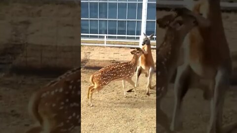 Kangaroo vs Deer