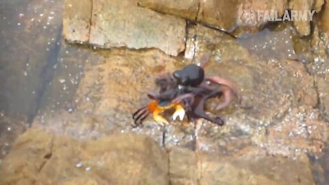 crab and octupus fight