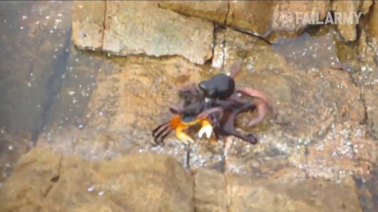 crab and octupus fight