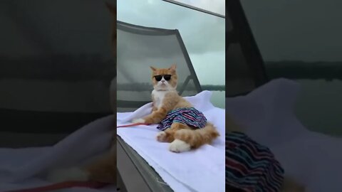 funny cat videos | cute cat videos| cute animals funny cats #shorts #shortsfunny #cutecat #funnycat