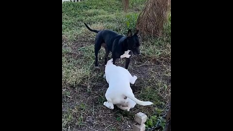 When your brother just wants to play play play 😅🥰🐾🥰