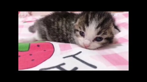 🐱Cutest Cats🐱Videos Compilation#088