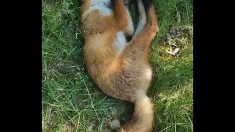 Cute fox taking a nap in my garden - Daily Dose of Nature