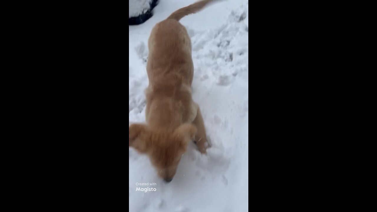 Golden Retriever pup Clip’s first snow day