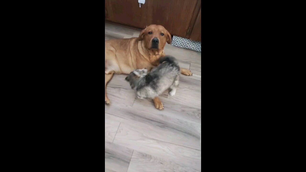 Husky Puppy playfully annoys big brother Lab