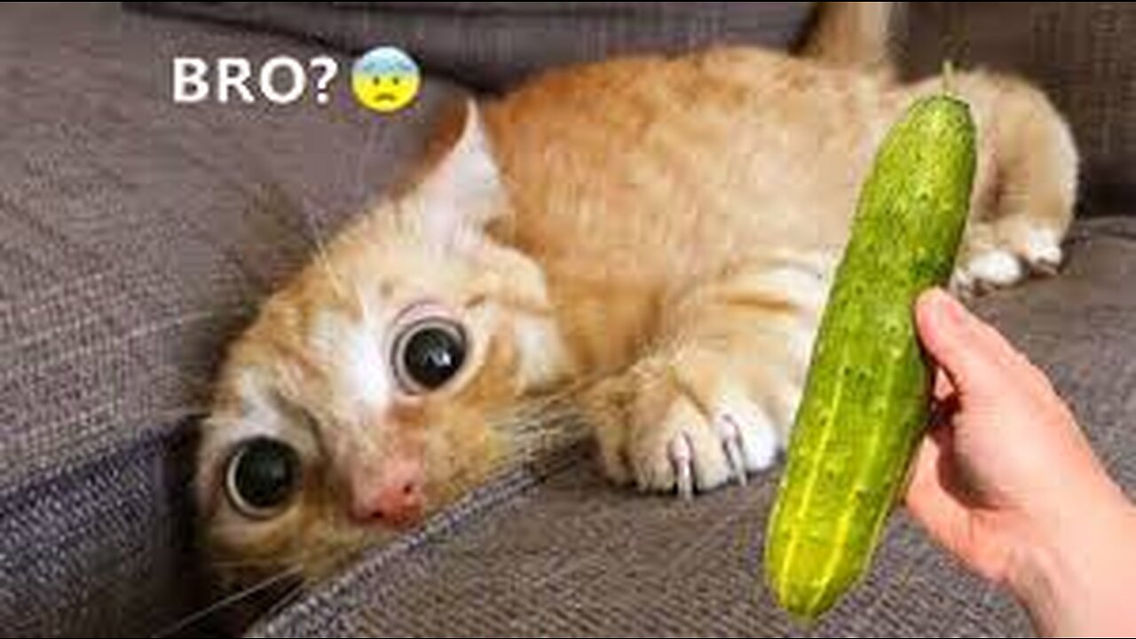 Angry Cats VS Dogs Funny Compilation