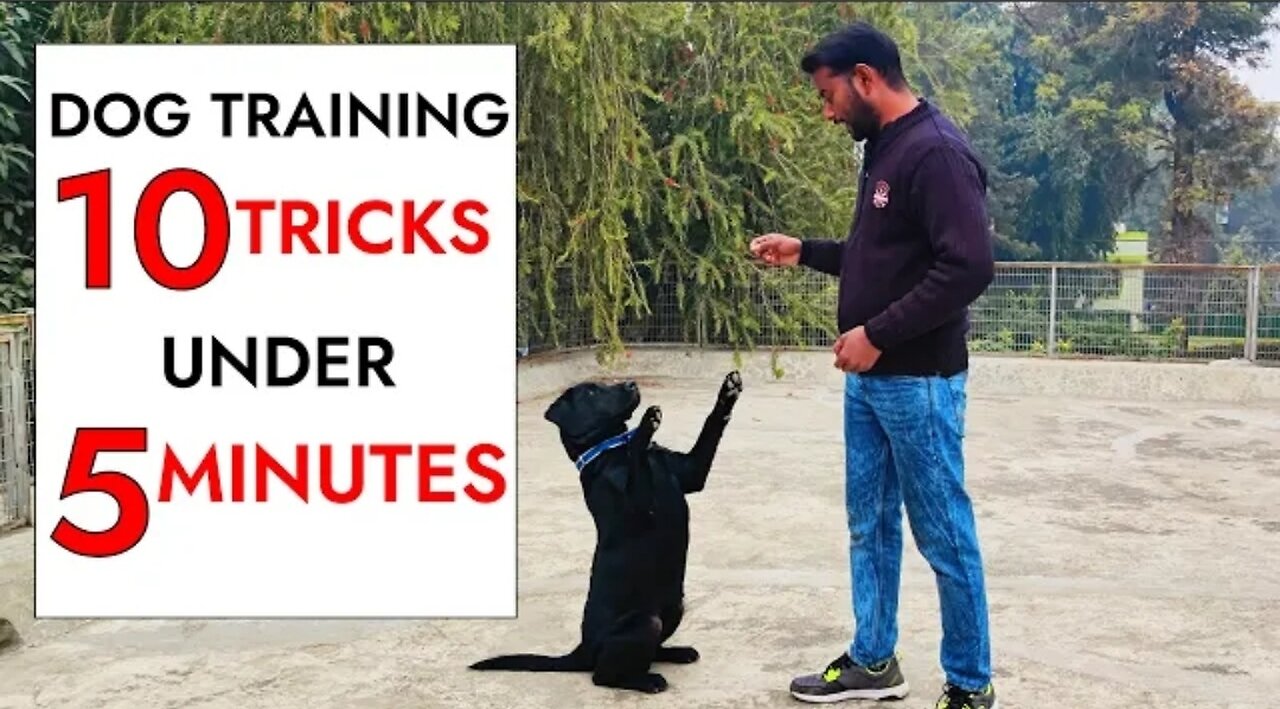 10 Dog Training Tricks UnDeR 5 minutes