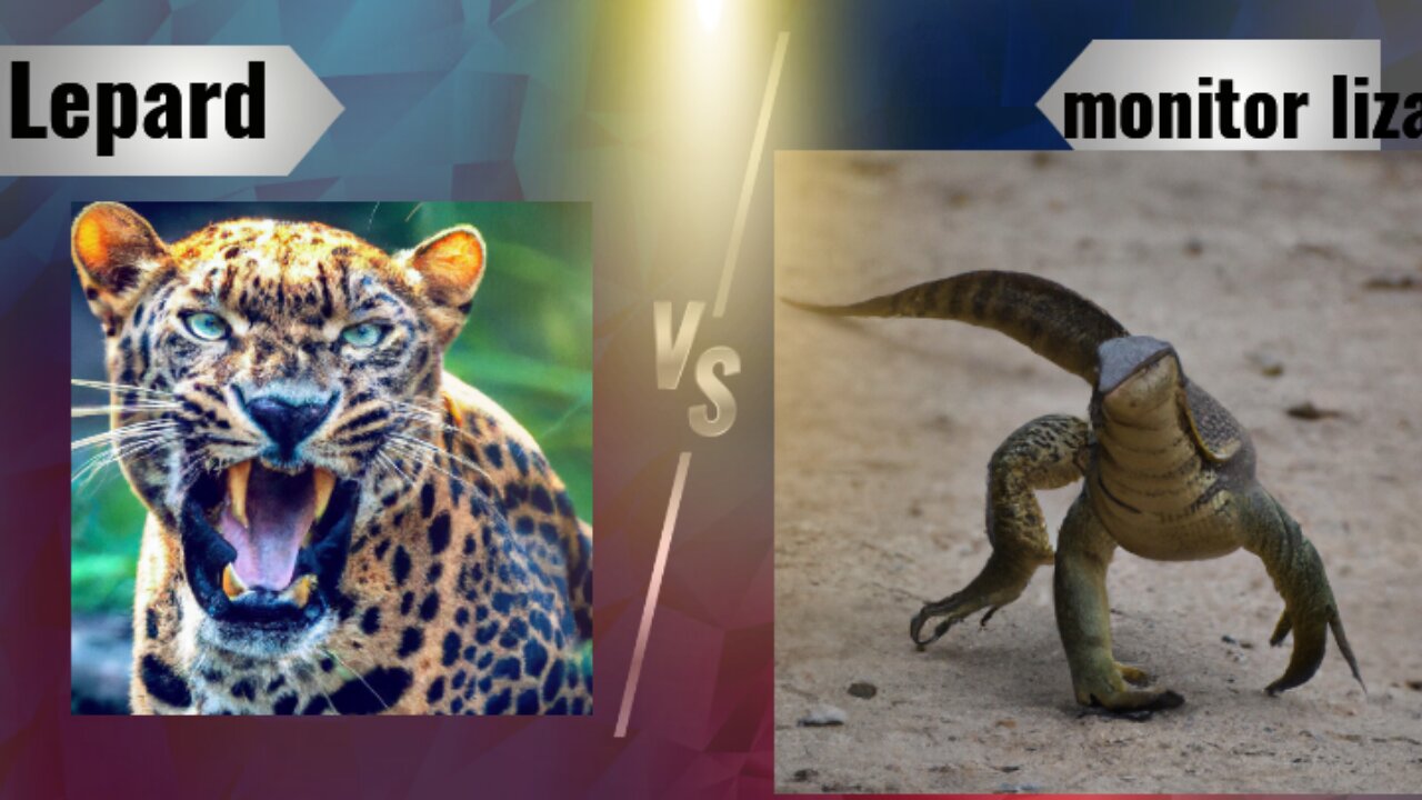 Lepard vs moniter lizard fighting