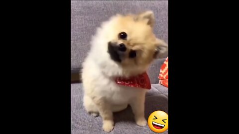 Funny Pets Being Crazy 😆