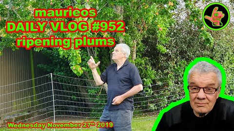 maurieos DAILY VLOG #952 ripening plums