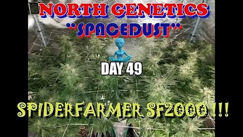 Summer Stock episode 8! #NorthGenetics - Spacedust 👽 #SpiderFarmer sf2000 day 49 ❄🔨