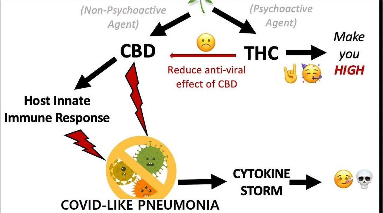 CBD ENDS CYTOKINE STORM, VIRAL REPLICATION VS PNEUMONIA & MYOCARDITIS? (NUREMBERGTRIALS.NET)